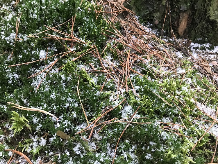 pierwszy śnieg w lesie, listopad 2022