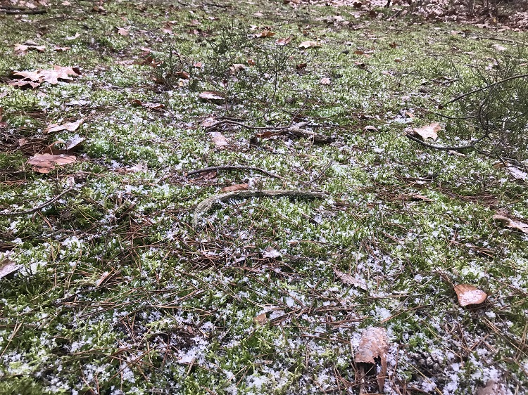 pierwszy śnieg w lesie, listopad 2022