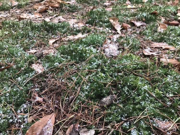 śnieg na mchu w lesie, listopad 2022