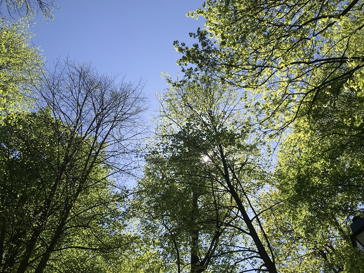 wierzby przy drodze nad stawem